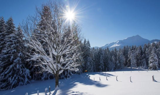 gefuehrte-Schneeschuhwanderungen