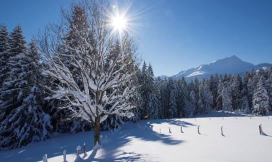 Guided-snowshoe-hikes